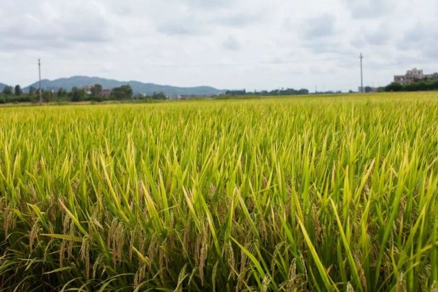 优质与高产并重,育成超级稻品种22个