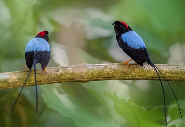 撩妹技能竟比不上一只鸟!这种鸟会和兄弟苦练舞蹈来赢得雌性欢心