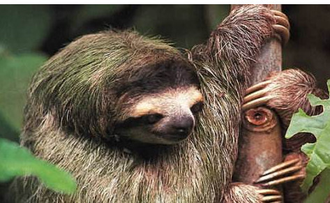 心理测试:你最喜欢哪张树懒油画?测试你的性格缺什么