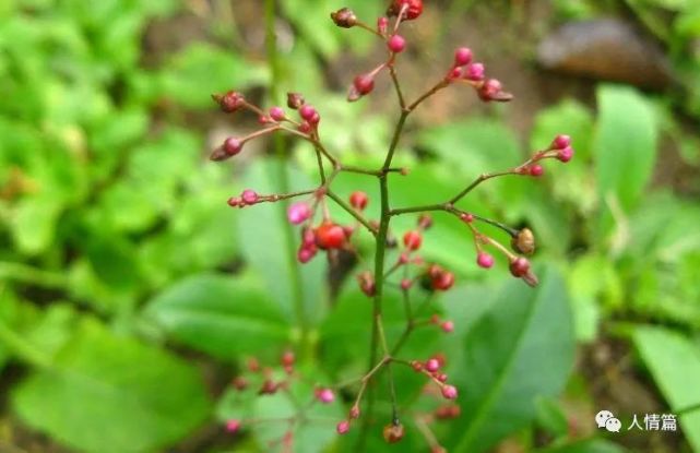 农村这种野菜是土人参 嫩茎可以食用 可以当参茶饮用