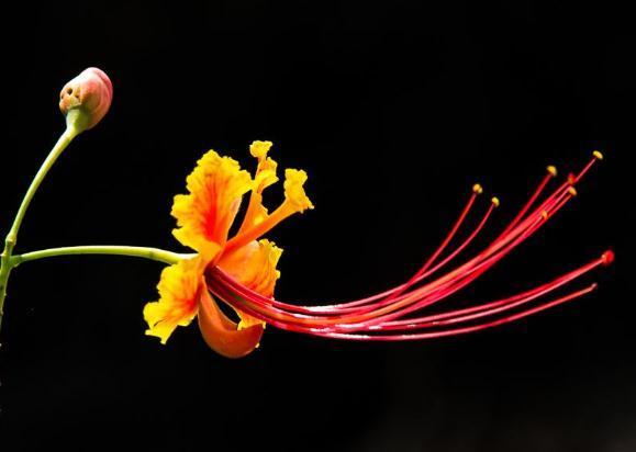 卧室养盆 金凤花 土里埋点 它 花朵艳 枝干壮 花开半年