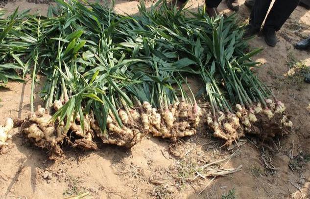 亩产上万的生姜 是如何进行田间管理的 长见识了 姜苗 尿素