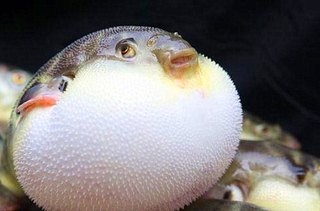 用针扎一下膨胀的河豚 真的会 爆炸 吗 结果令人意外