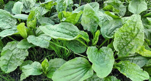 本草经》,列为上品:其味苦,性寒:归肝,肾,脾经,具有清热解毒,利尿通淋