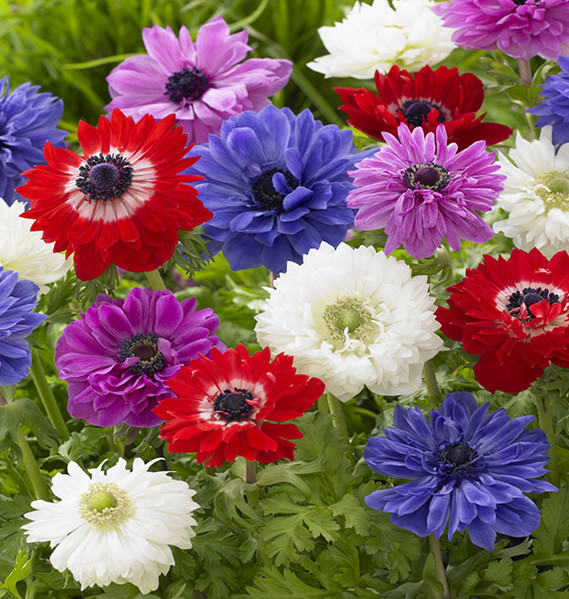 这花5月开正旺 颜色多又好养 2棵种球丢花盆 长出5颜6色花 花盆 种球 盆栽