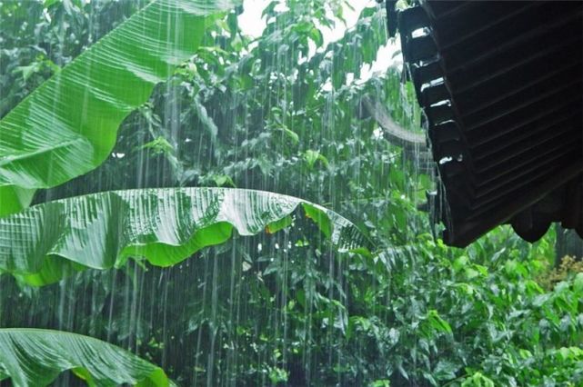 我 想听雨打芭蕉