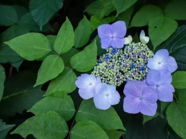 遇见日本初夏的味道 奔赴一场绝美的紫阳花盛宴 腾讯网