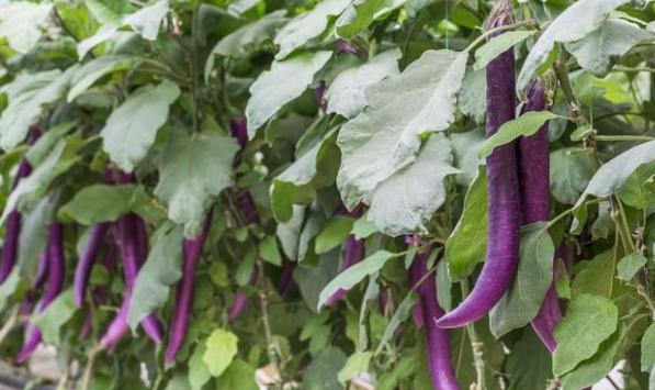 腾讯内容开放平台