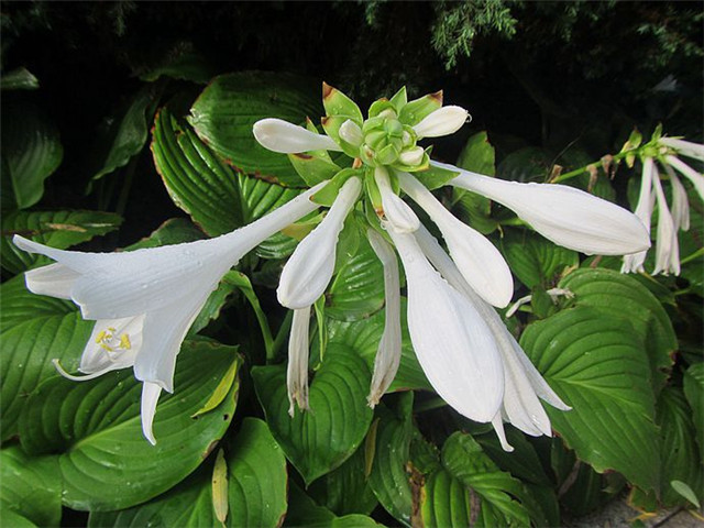 腾讯内容开放平台