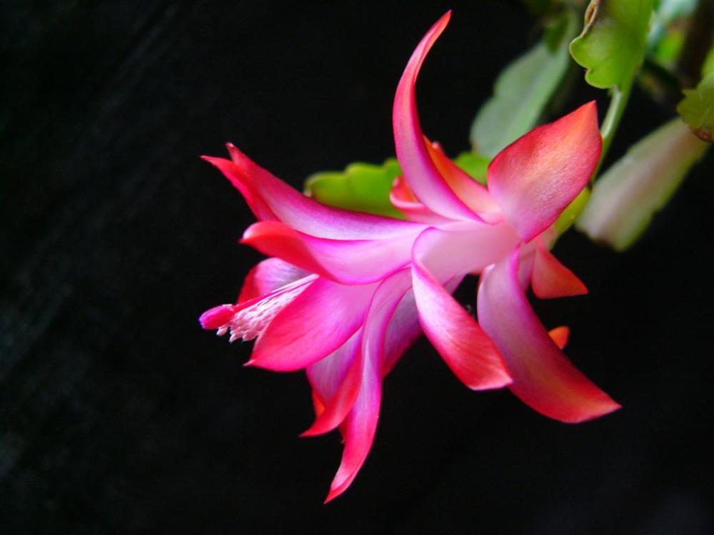 蟹爪兰花后咔咔来2刀再加一肥水到时想开几茬开几茬