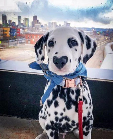 说起斑点狗的话,最让大家熟知的肯定就是史努比了,不过史努比这种斑点