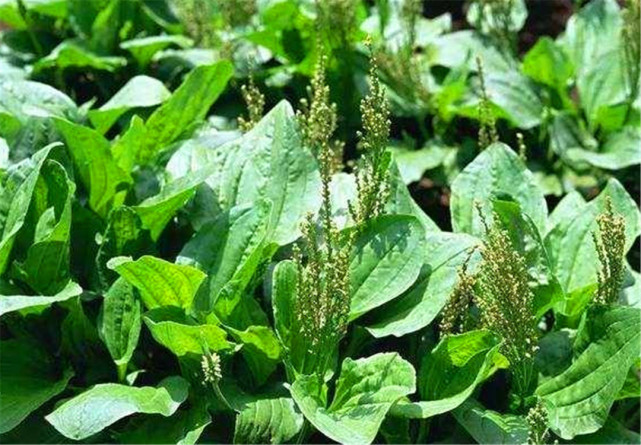 車前草:草科植物(東北叫車軲轆菜),在全國大部分地區均有分佈,東北