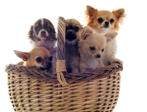 小型犬这么多 我们该养哪一种 看看这十种适合在家饲养的小型犬