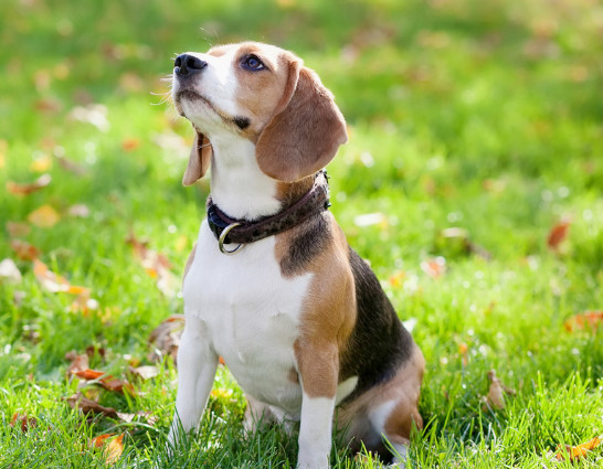 小型犬这么多 我们该养哪一种 看看这十种适合在家饲养的小型犬