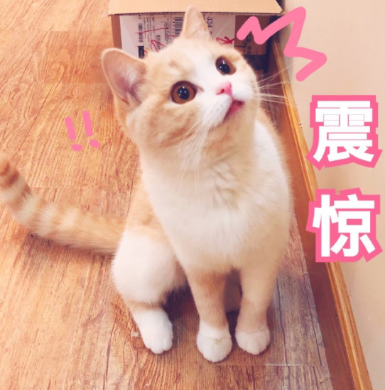 搞笑萌猫表情包 看我一脸人畜无害的笑容