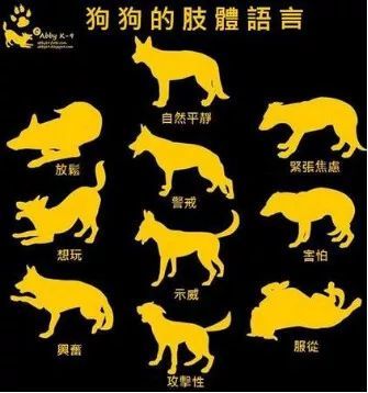 狂犬病毒|6岁男孩被狗咬后死亡获赔78万：越乖的宠物，越需要远离！