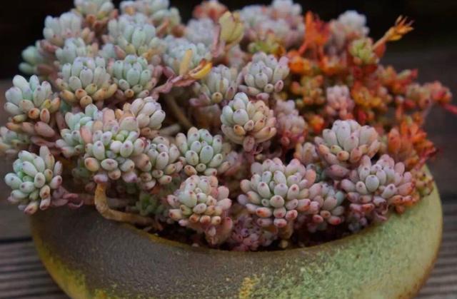 高温天气养多肉 盆栽出现开花现象 难道是 死亡的预兆 腾讯新闻