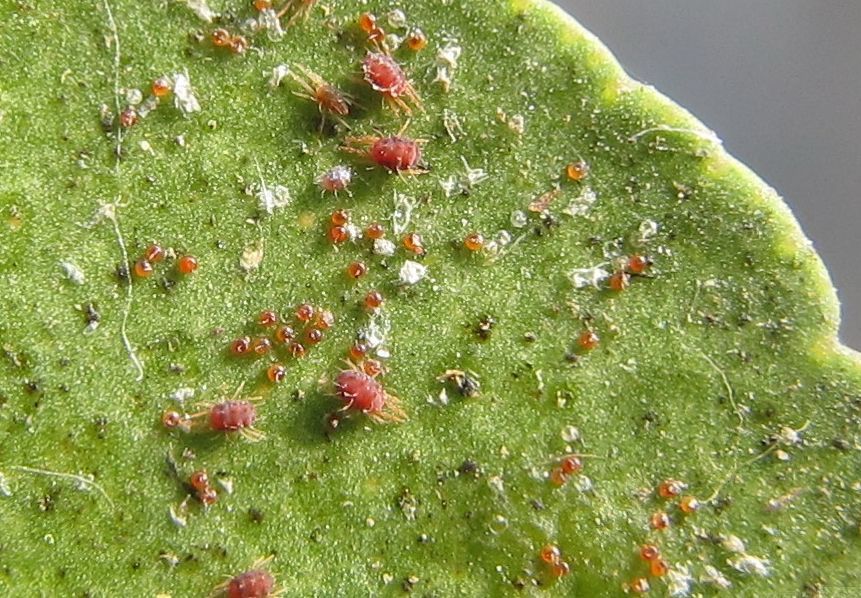 对红蜘蛛的成虫和卵都有防效 ,常用在柑橘,苹果等果树的红蜘蛛防治上