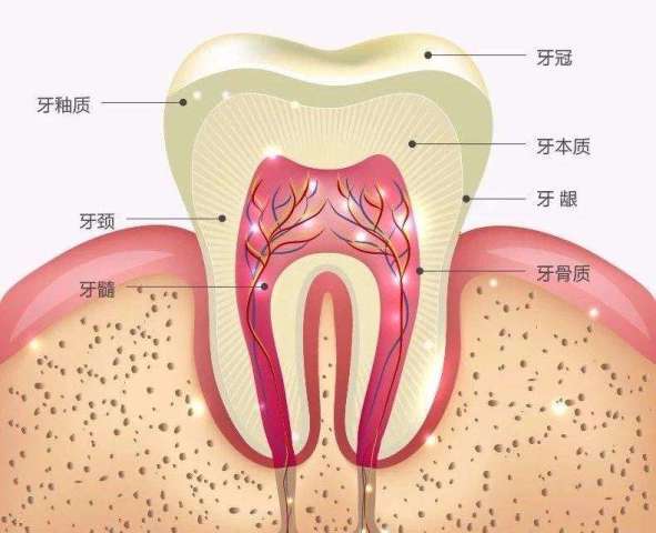 人体最硬的部位是哪儿 说出来你可能不信 它可比石头硬多了