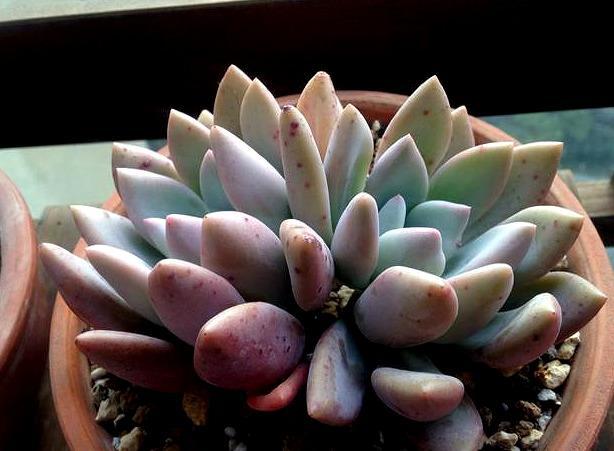 腾讯内容开放平台