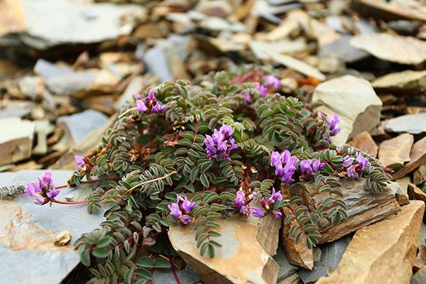 腾讯内容开放平台