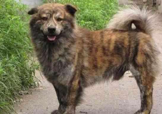 不是所有的土狗都不好看,这几种土狗颜值非常高,而且具有威慑力