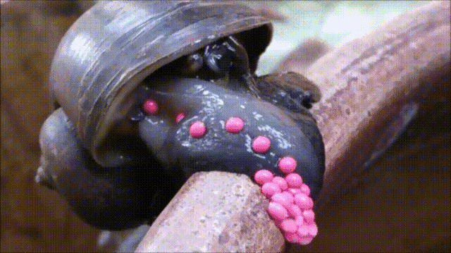 福寿螺产卵过程图片