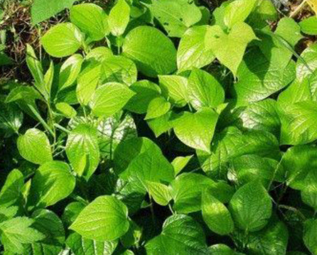 它是南方人常用的芳香原料,叶子自带清香,海南