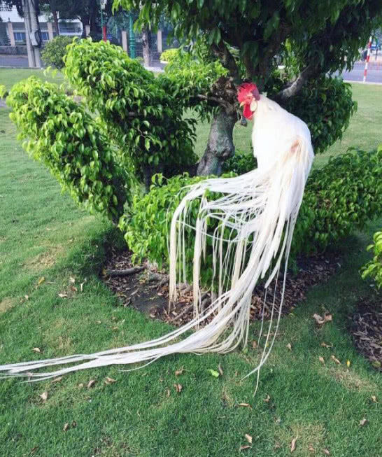 史上最与众不同的鸡,每天的食物比人都贵,曾开价三万美元都没卖