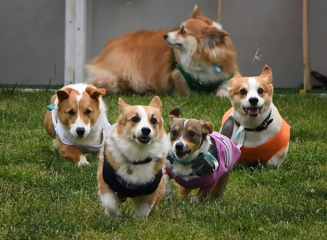 别开生面的柯基犬田径比赛正在举行,一起去看看吧.1327天前发布者