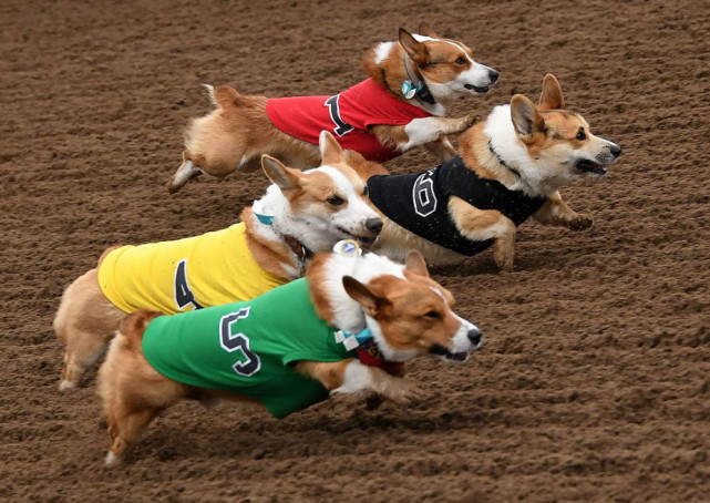 冲呀柯基犬赛跑萌态百出