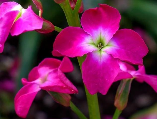 紫罗兰到6月 吃点 小黑渣 花芽呼呼钻 花开 一片海 腾讯网