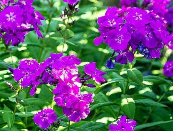 紫罗兰到6月 吃点 小黑渣 花芽呼呼钻 花开 一片海 腾讯网