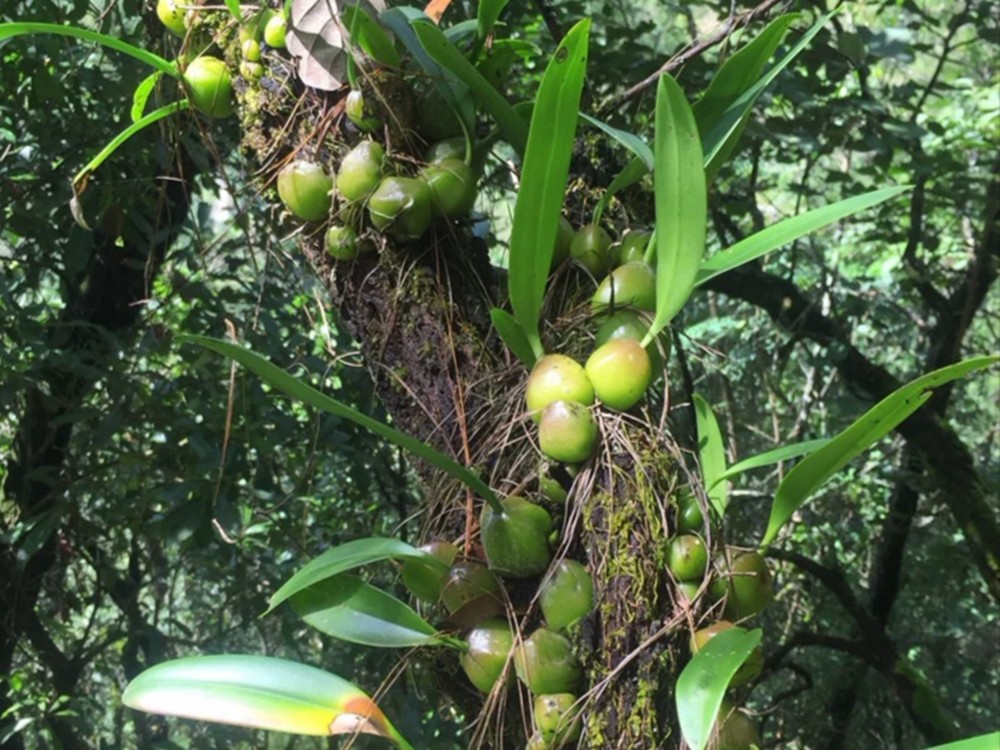 石仙桃的花杆从椭圆形的球茎基部长出,没有硕大的花朵,密密麻麻的花朵