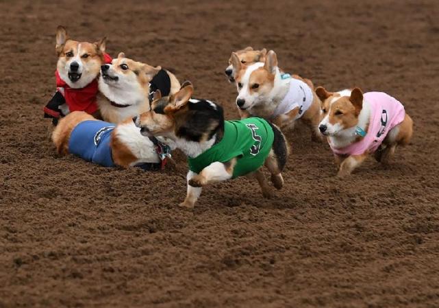 冲呀柯基犬赛跑萌态百出