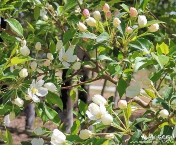 大兴安岭 走着走着花就开了