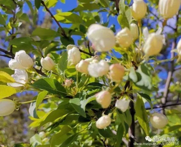 大兴安岭 走着走着花就开了