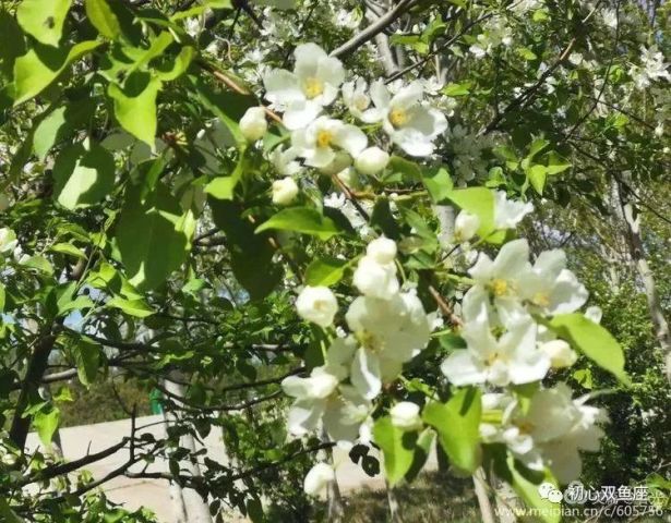 大兴安岭 走着走着花就开了