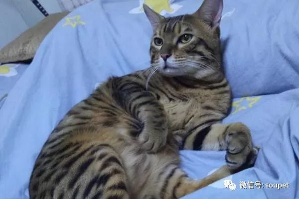 喂养孟加拉豹猫要注意,下面这些东西最好不要