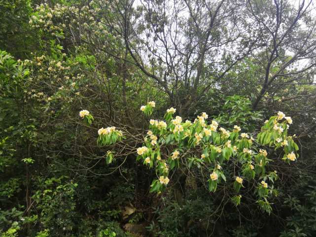 山里一种 防火 树 夏天开花很漂亮 可不要随意招惹 植物 木荷