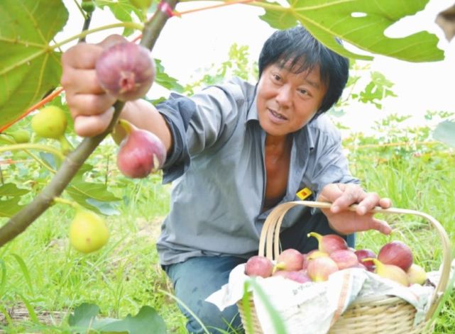 如果你家有空地 赶紧种上这种果树 营养又好吃 吃不完还能卖