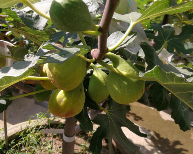 盆栽无花果怎么施肥 抓一把 这个肥 放盆里 结果超多 大又甜 无花果 阳台 盆土 盆栽无花果