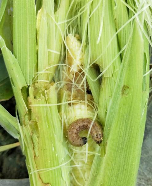 草地贪夜蛾在遂宁出现 一天竟然能啃光一片玉米地|玉米|幼虫|害虫