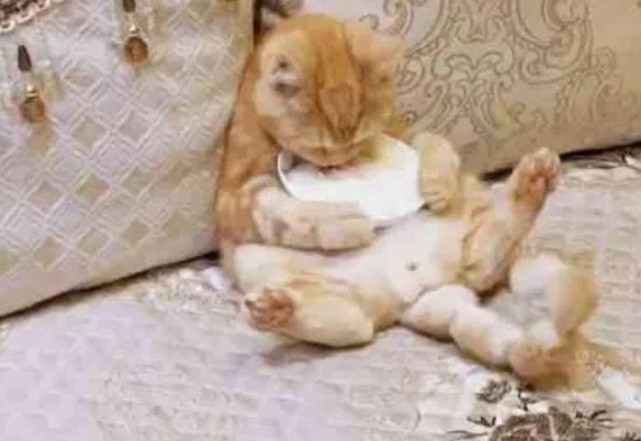 把橘猫送到父母家改造 2月后再见时 父母 这猫要废了 腾讯网