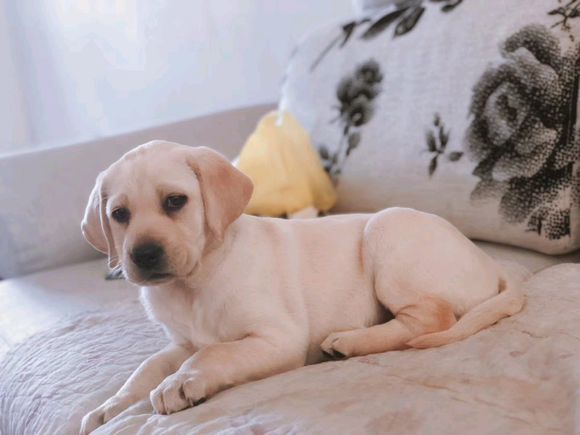 如何正确的饲养一只拉布拉多犬 注意以下几点 新手也能养乖狗
