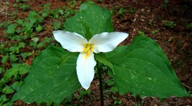 农村一种植物 三叶一枝花 盆栽很漂亮 极为珍贵 见到别采挖 盆栽 农民 野草