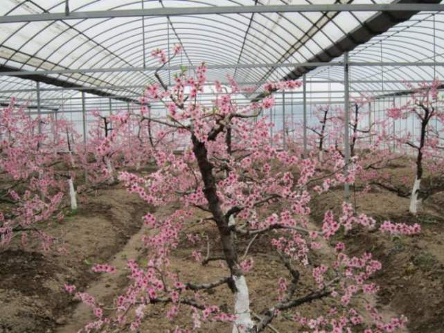 南汇水蜜桃|2020南汇大团水蜜桃采摘|农家乐