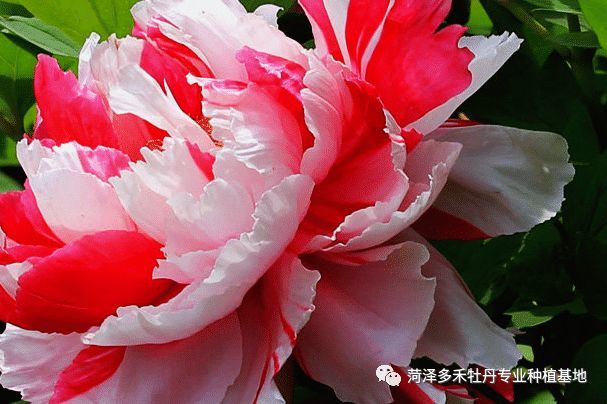 必须掌握的关于国花牡丹的硬知识 腾讯网