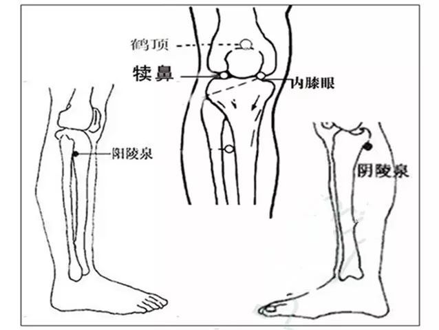 膝眼穴 腾讯网