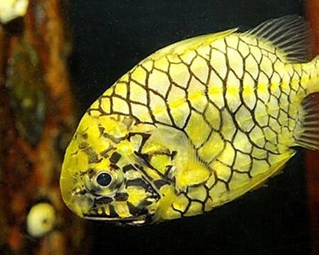 松球鱼坚硬无比,在中国却是难得的美味,日本人的做法很是奇葩